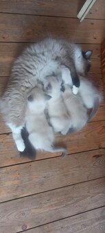 Koťátka ragdoll na prodej - 4