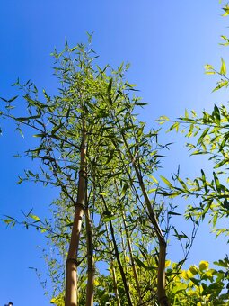 Bambus Phyllostachys bisseti nebo Phyllostachys aureosulcat - 4