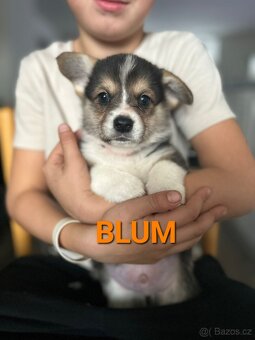 Welsh Corgi Pembroke - 4