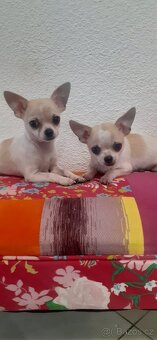 Čivava štěňata s PP - 4