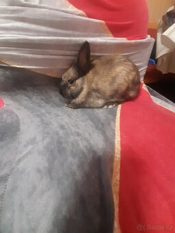 Zakrsli kralicci - 4