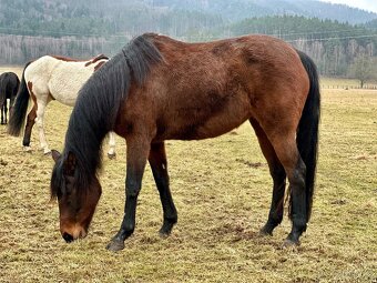 Darujeme problémovou kobylku - 4