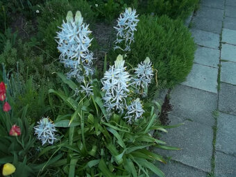 Ladoník cibulovina - 4