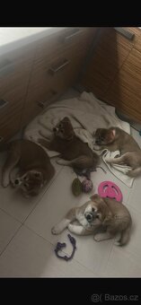 Štěňátka Akita Inu - 4