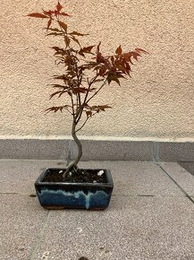 Bonsai, Bonsaj, japonský javor, skalky _ - 4