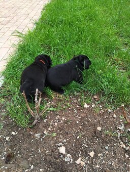 Labradorský retrívr - 4