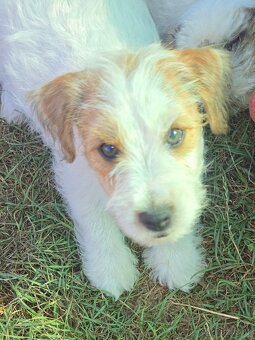 Jack russell terier - 4