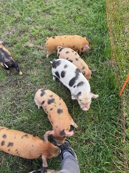 Prodám čistokrevná selata Kune kune - 4