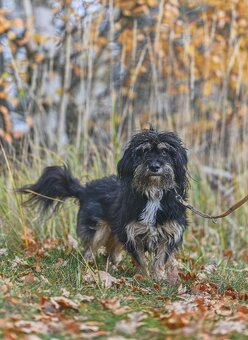 Pejsek Janíček - 4