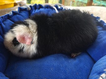 Morčátka s VP  i PP - 4