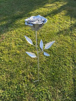 Zahradní růže - 4