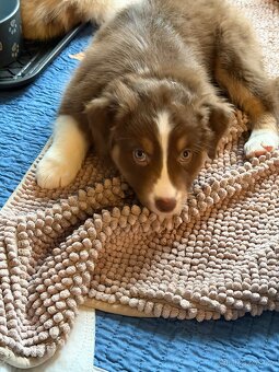 Australsky ovciak s PP - 4