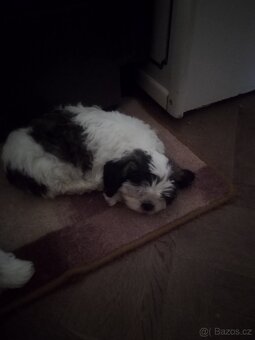 Štenatka Shih-tzu - 4