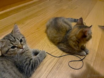 Nabizím britská  whiskas kotata - 4