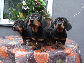 Jezevčík trpasličí - 4