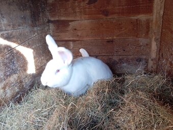 Králík k chovu ( Samec 6 měsíců) - 4