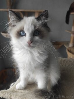 Ragdoll koťata bez PP - 4