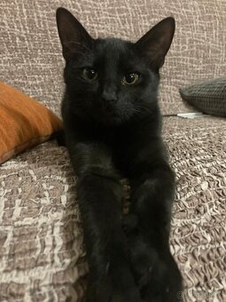 Bolt - osmiměsíční černý kocour, kastrovaný, čipovaný - 4