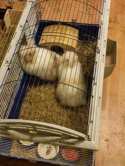 Zakrslý králík - 4