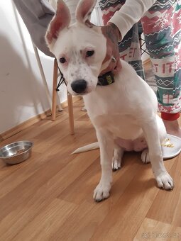 Štěně  Stafford  fenka 3měsíční - 4