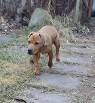 Štěně A.P.B.T. (Americký pitbull teriér,pitbull) - 4
