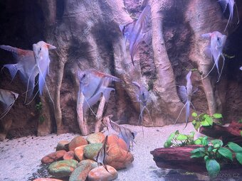Pterophyllum scalare Manacapuru Red shoulder - 4
