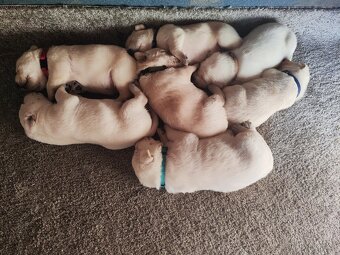 Štěňata labradora - 4