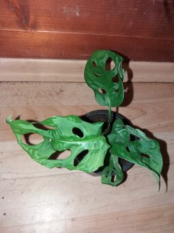 Monstera monkey - 4