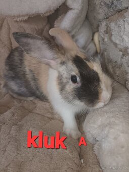 Zakrslý králíček - 4