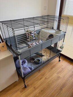 Naše dvě morčátka hledají nový domov 🐹 - 4