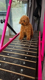 fenka Toy Pudl – čínská linie (Red) - 4