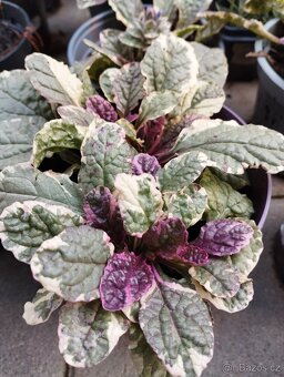 Trvalky, skalničky - 4