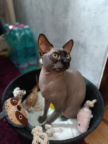 Kocour ke krytí Sphynx kanadský - 4