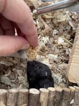 Daruji samečka Křeček Džungarského - 4