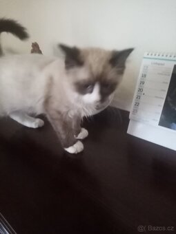 Kotě Ragdoll - 4
