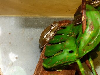 Rosnička karolínská (Hyla cinerea) - 4