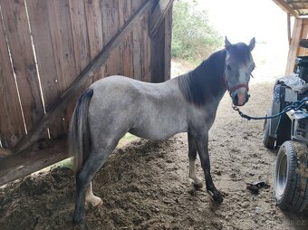 Welsh mountain pony sekce A - klisna - 4