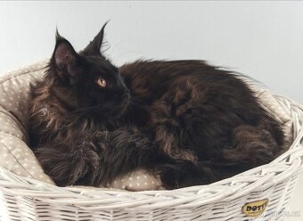 Mainská mývalí kočička s PP - 4