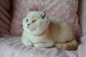 Kocourci s PP k rezervaci - 4