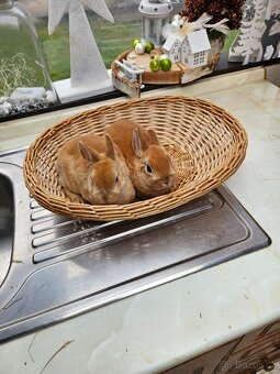 Zakrslý králík - 4