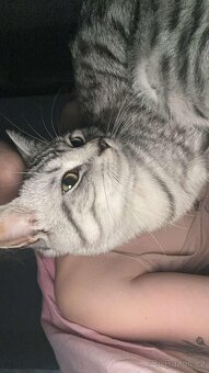 Britská (whiskas) bílé kotě - 4