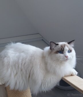 Ragdoll kocourek s PP, adopce. - 4