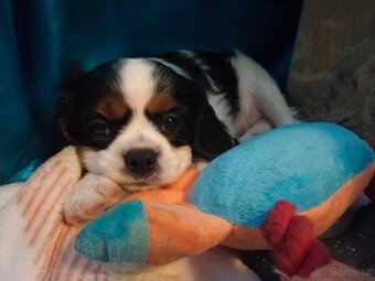 kavalír king charles španěl - 4