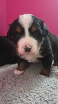 Bernský salašnický pes s PP - 4