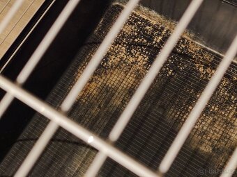 Klec morče/králík - 4