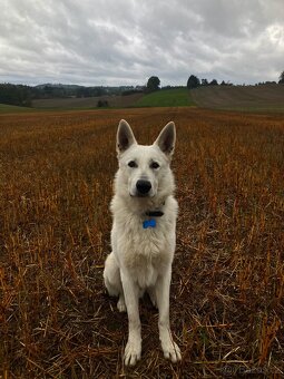 Švýcarský bílý ovčák - 4