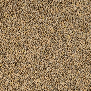 Prodám: Lesknici, Oves nahý, Proso žluté a zelené, hrách a h - 4