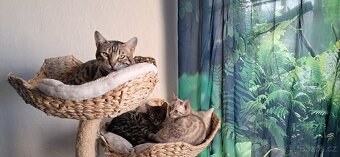 Bengálská kočka - kotě s PP - 4