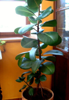 Velké pokojové rostliny FIKUS - 4