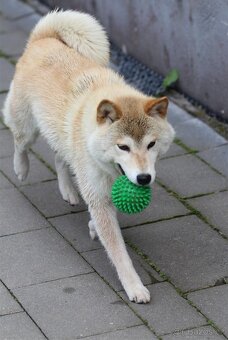 Shiba inu fenka kastrovaná do duchodu - 4